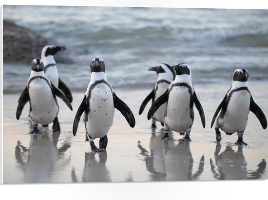 WallClassics - PVC Schuimplaat - Waggelende Pinguïns op het Strand - 75x50 cm Foto op PVC Schuimplaat (Met Ophangsysteem)