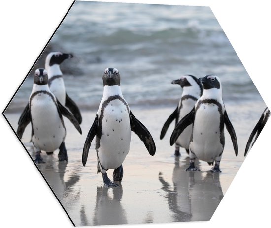 WallClassics - Dibond Hexagon - Waggelende Pinguïns op het Strand - 60x52.2 cm Foto op Hexagon (Met Ophangsysteem)