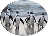 WallClassics - Dibond Ovaal - Waggelende Pinguïns op het Strand - 40x30 cm Foto op Ovaal (Met Ophangsysteem)