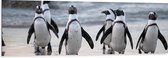 WallClassics - Dibond - Waggelende Pinguïns op het Strand - 150x50 cm Foto op Aluminium (Met Ophangsysteem)