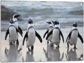 WallClassics - Tuinposter – Waggelende Pinguïns op het Strand - 80x60 cm Foto op Tuinposter  (wanddecoratie voor buiten en binnen)