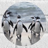 WallClassics - Muursticker Cirkel - Waggelende Pinguïns op het Strand - 20x20 cm Foto op Muursticker
