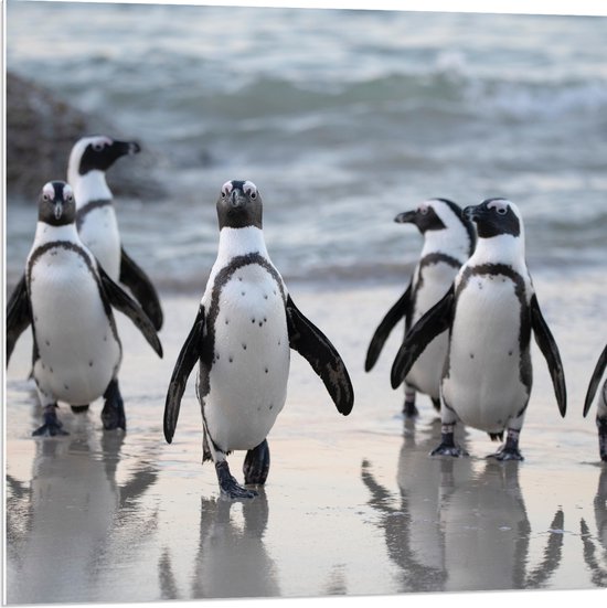 WallClassics - PVC Schuimplaat- Waggelende Pinguïns op het Strand - 80x80 cm Foto op PVC Schuimplaat