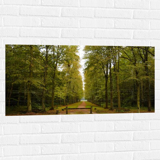WallClassics - Muursticker - Wandelpad Tussen de Bossen - 100x50 cm Foto op Muursticker