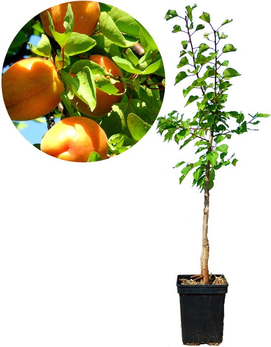 Prunus armeniaca ‘Luizet’ abrikoos - 5 liter pot - 100cm
