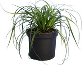 10 stuks | Japanse zegge Evergreen pot 20-25 cm | Standplaats: Half-schaduw | Latijnse naam: Carex oshimensis Evergreen Siergras