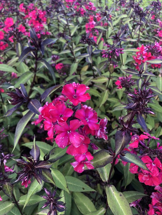 6 x Phlox paniculata 'Starfire' - Vlambloem - in pot 9x9 cm