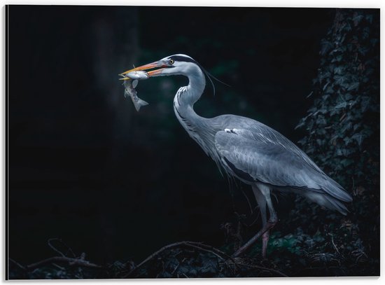 WallClassics - Dibond - Le Héron bleu a attrapé un poisson - Photo 40x30 cm sur aluminium (avec système de suspension)