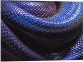 WallClassics - Acrylglas - Blauw Paarse Slangenhuid - 80x60 cm Foto op Acrylglas (Met Ophangsysteem)