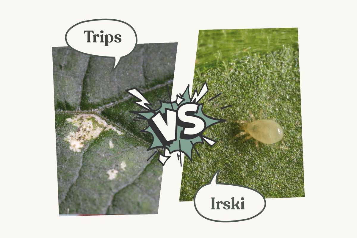 biologische bestrijding van trips