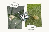 Gifvrije bestrijding van trips met behulp van Irski – Insect Heroes – 5 verpakkingen van 250 Irski roofmijten voor 5m2