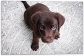 WallClassics - Tuinposter – Bruine Honden Puppy - 60x40 cm Foto op Tuinposter  (wanddecoratie voor buiten en binnen)