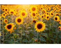 Poster zonnebloemen | Fotofabriek poster natuur | Poster bloemen