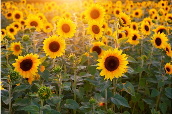 Champ de tournesols avec une lumière dorée du soleil traversant les fleurs.