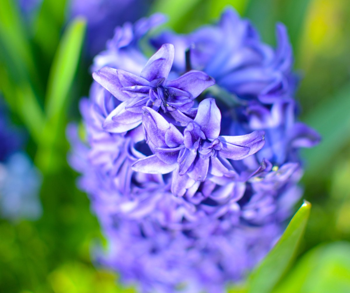 hyacint - Delft Blue - Delfs Blauw - 10 bollen