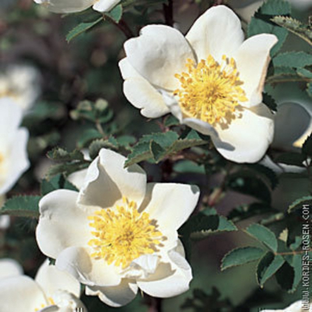 ROSA PIMPINELLIFOLIA (=SPINOSISSIMA) - Duinroos in pot