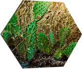 WallClassics - Dibond Hexagon - Cactusplanten in het Veld - 70x60.9 cm Foto op Hexagon (Met Ophangsysteem)