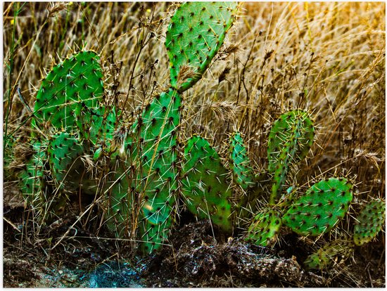 WallClassics - Poster Glanzend – Cactusplanten in het Veld - 80x60 cm Foto op Posterpapier met Glanzende Afwerking