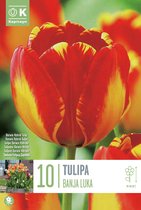 Zakje tulpenbollen - Tulipa 'Banja Luka'- geel rode tulpen -10 bollen
