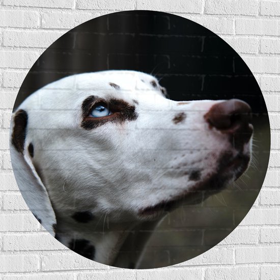 WallClassics - Muursticker Cirkel - Dalmatier Hond met Blauwe Ogen - 100x100 cm Foto op Muursticker