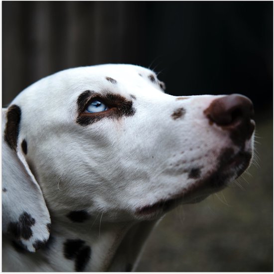 WallClassics - Poster Glanzend – Dalmatier Hond met Blauwe Ogen - 100x100 cm Foto op Posterpapier met Glanzende Afwerking