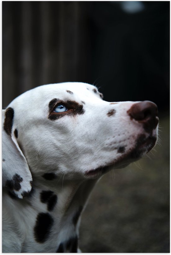 WallClassics - Poster Glanzend – Dalmatier Hond met Blauwe Ogen - 100x150 cm Foto op Posterpapier met Glanzende Afwerking