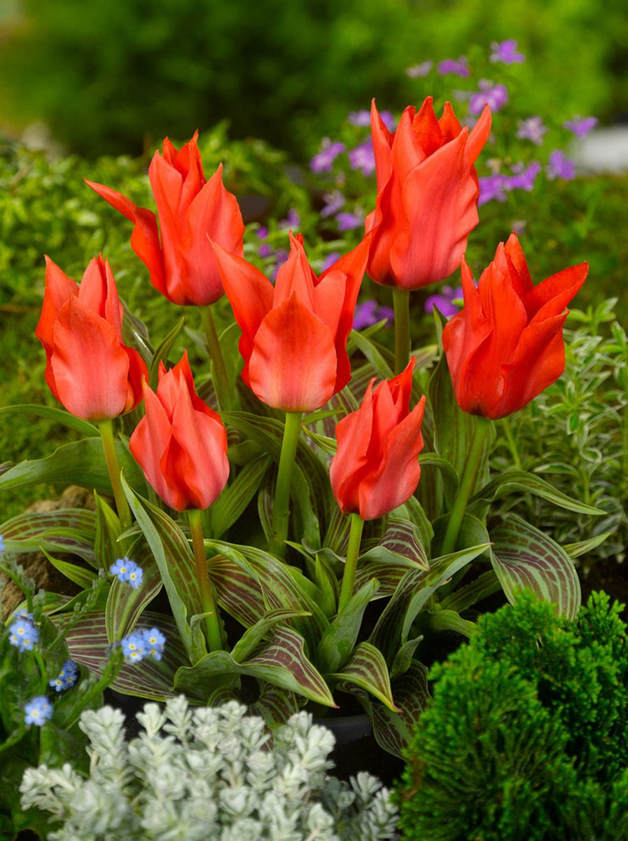 250x Tulpen 'Roodkapje' - BULBi® Bloembollen met bloeigarantie