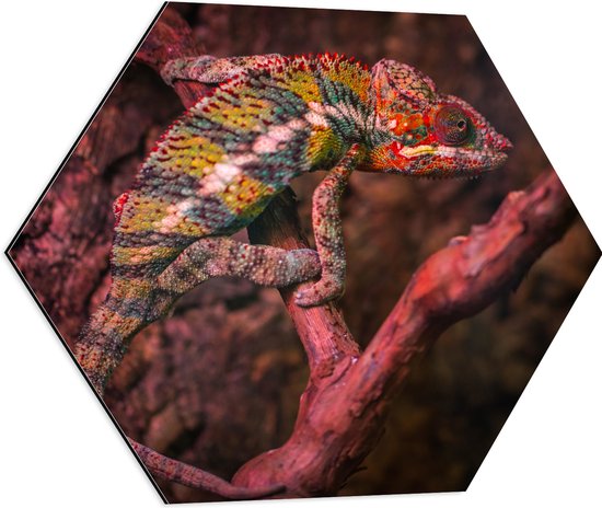 WallClassics - Dibond Hexagon - Kameleon op een Rood / Bruine Boom - 60x52.2 cm Foto op Hexagon (Met Ophangsysteem)