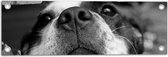 WallClassics - Tuinposter – Nieuwsgierige Hond Zwart / Wit - 60x20 cm Foto op Tuinposter  (wanddecoratie voor buiten en binnen)