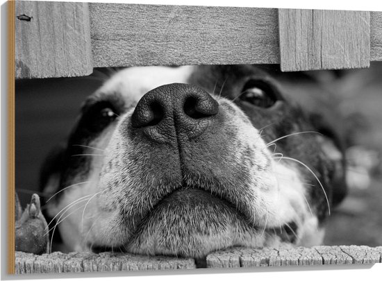 WallClassics - Hout - Nieuwsgierige Hond Zwart / Wit - 100x75 cm - 12 mm dik - Foto op Hout (Met Ophangsysteem)