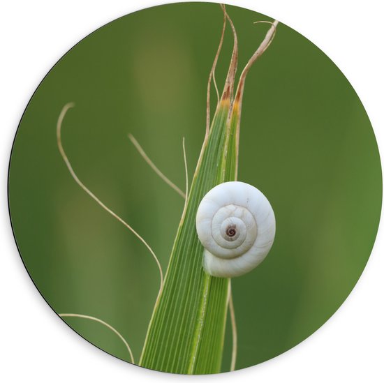 WallClassics - Dibond Muurcirkel - Wit Slakkenhuis op een Groene Plant - 60x60 cm Foto op Aluminium Muurcirkel (met ophangsysteem)