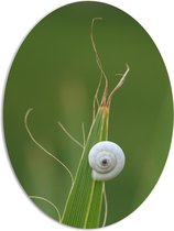 WallClassics - PVC Schuimplaat Ovaal - Wit Slakkenhuis op een Groene Plant - 81x108 cm Foto op Ovaal  (Met Ophangsysteem)