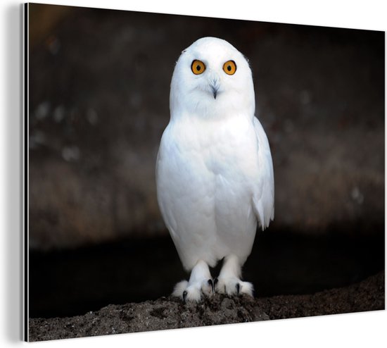 Snowy Owl Aluminium 120x80 cm - Tirage photo sur aluminium (décoration murale en métal)