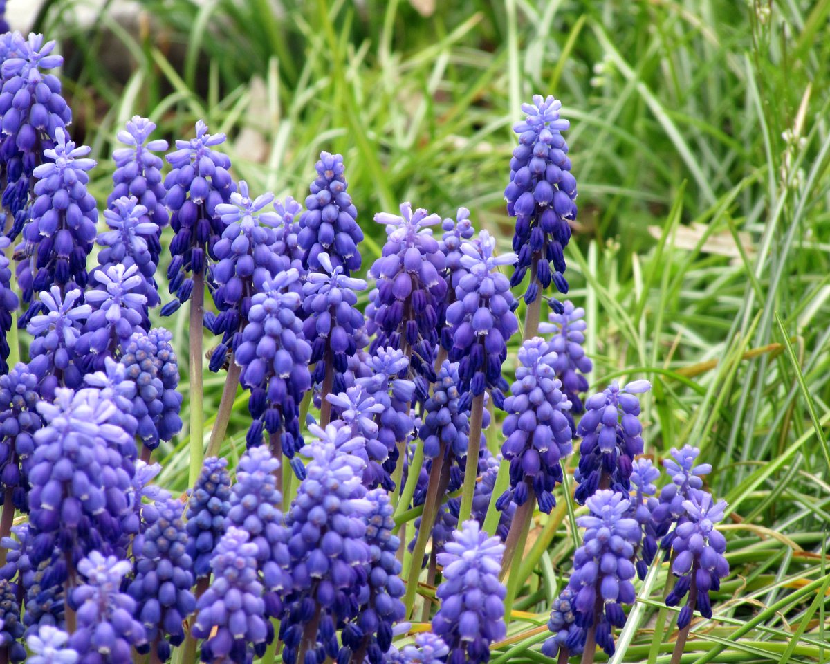10 x Muscari latifolium – Tweekleurige Blauwe Druifjes – Breedbladig – Bloeit Maart tot Mei