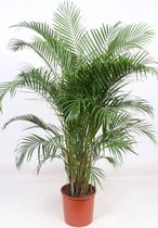 Areca Dypsis lutescens- 170 cm.hoog-verandert iedere ruimte in een jungle met zijn fijne palmbladeren-gratis persoonlijke bezorging.