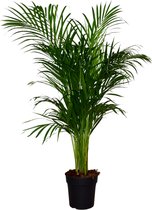 Bol.com ZynesFlora - Dypsis Lutescens - Kamerplant - Ø 21 cm - Hoogte: 120 - 130 cm - Luchtzuiverend - Goudpalm - Palm aanbieding