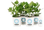 Ogreen Booster planten pakket - Luchtzuiverend - Set van 4 stuks - Planten gifts - Kamerplanten - Cadeau - Planten Voeding - Giftbox - Geschenkset