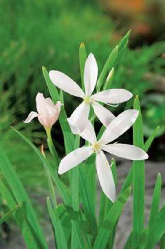 6 x Schizostylis cocc. 'Alba' - Witte Kafferlelie , Moerasgladiool in pot 9 x 9 cm