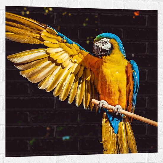 WallClassics - Muursticker - Ara Papegaai met Geel Gouden Vleugels - 80x80 cm Foto op Muursticker