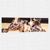 WallClassics - Muursticker - Leuke Giraffen - 150x50 cm Foto op Muursticker