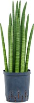 Hydroplant Sansevieria Cylindrica Tower