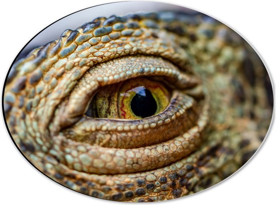 WallClassics - Dibond Ovaal - Oog van een Schildpad - 40x30 cm Foto op Ovaal (Met Ophangsysteem)