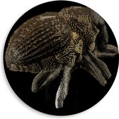 WallClassics - Panneau mural en mousse PVC - Scarabée sur fond noir - Photo 50 x 50 cm sur panneau mural (avec système de suspension)