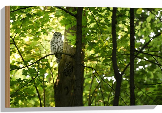 WallClassics - Bois - Chouette dans un arbre dans la forêt - 60x40 cm - 12 mm d'épaisseur - Photo sur bois (avec système de suspension)