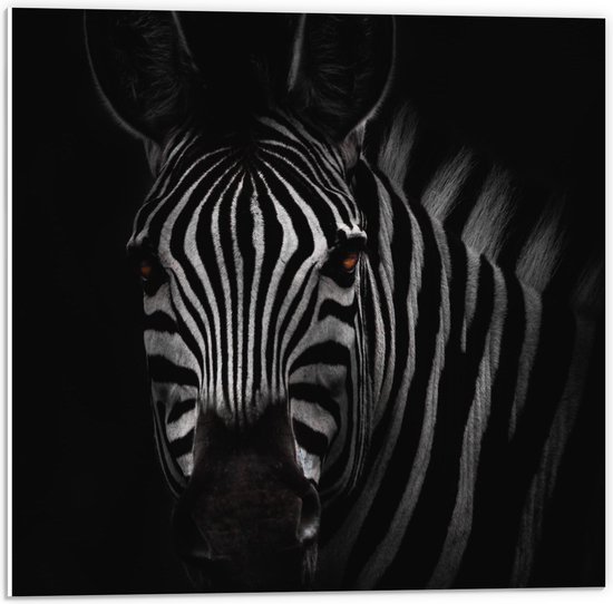 WallClassics - PVC Schuimplaat - Zebra in het Donker Zwart-Wit - 50x50 cm Foto op PVC Schuimplaat (Met Ophangsysteem)