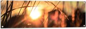 WallClassics - Tuinposter – Zonnestralen door Riet - 120x40 cm Foto op Tuinposter  (wanddecoratie voor buiten en binnen)