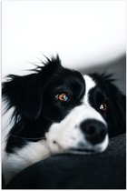 WallClassics - Poster Glanzend – Zwart/Witte Hond op de Bank - 40x60 cm Foto op Posterpapier met Glanzende Afwerking