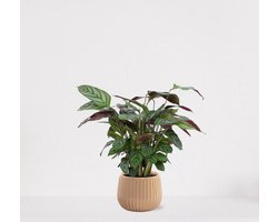 Calathea Compactstar in sierpot Livia Vanille – luchtzuiverende kamerplant – pauwenplant – living plant - 35-45cm - Ø15 – geleverd met plantenpot – vers uit de kwekerij
