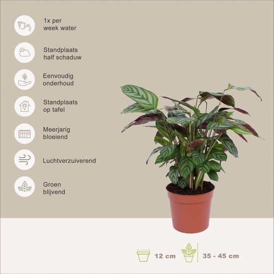 Calathea Compactstar en pot décoratif Livia Vanille - plante d'intérieur  purificatrice