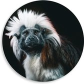 WallClassics - Cercle mural en panneau de mousse PVC - Singe pincé sur corde avec fond noir - Photo 50x50 cm sur cercle mural (avec système de suspension)